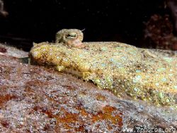 Flounder on close approach by Zaid Fadul 